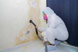 Best Mold Damage Restoration  in Silver Firs, WA